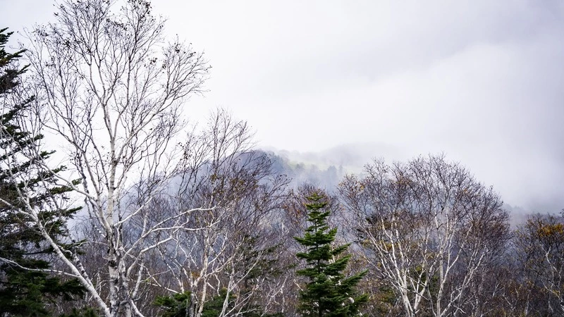 Telegram’мы Сахалина. Депутатское эхо, драка в автобусе и кое-что про полеты