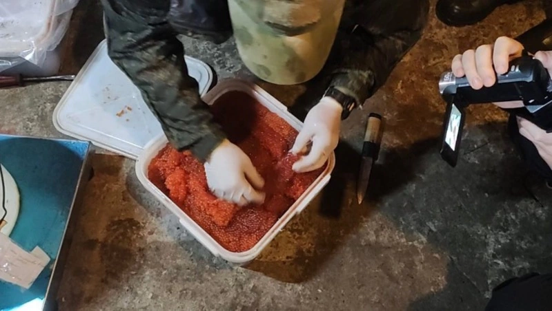 ФСБ задержала браконьеров с красной икрой на 20 млн рублей на Сахалине