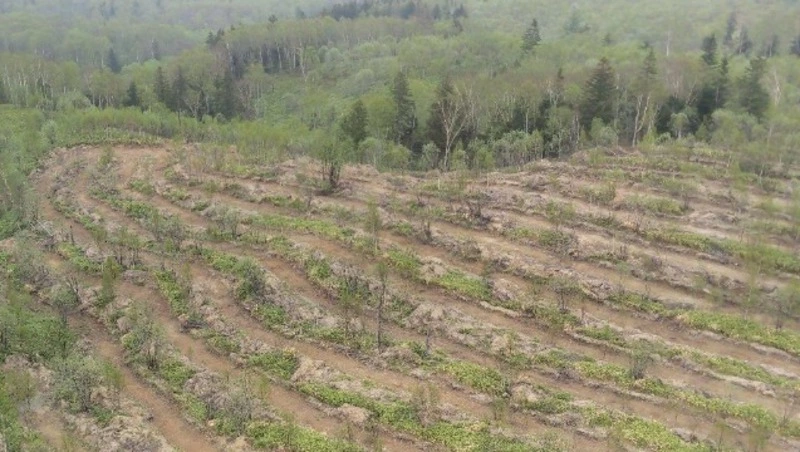 К концу года на Сахалине подготовят под посадку леса 608 гектаров почвы