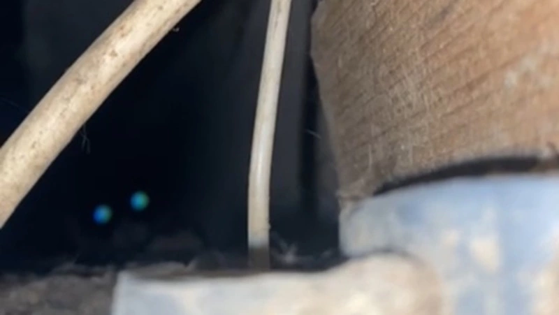 Жители дома в Охе организовали операцию по спасению застрявшей в щитовой шахте кошки