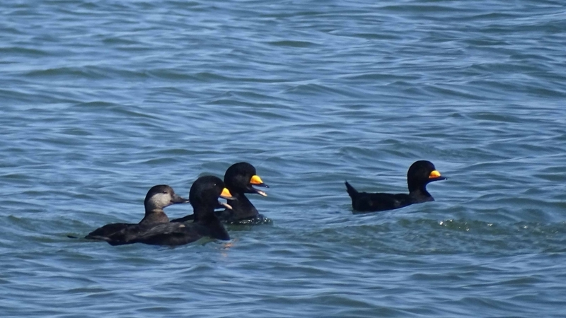 На Южные Курилы прилетели редкие краснокнижные птицы