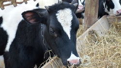 Элитные датские коровы дали Сахалину 55 телят