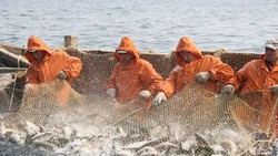 Глава Росрыболовства: первоначальный прогноз на лососевую путину-2024 могут увеличить