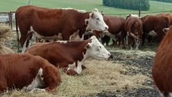 На Сахалин привезут 90 породистых коров и бычков из Башкирии 