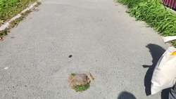 Житель Южно-Сахалинска пожаловался на пень посередине тротуара