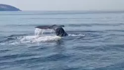 Рыбаки обнаружили огромного кашалота на Курилах