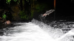 Жирных гольцов покормили рыбаки в реке на Сахалине