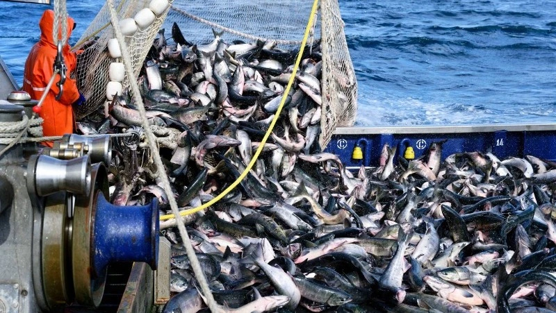 Предварительные итоги