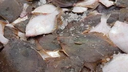 Свежую кету и камбалу предложили жителям Южно-Сахалинска 14 октября