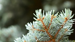 «Новогодняя кампания» по охране молодых елок стартовала на Сахалине