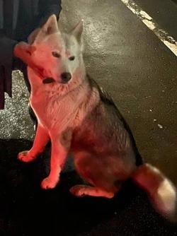 Сенатор Андрей Хапочкин объявил поиск хозяев ухоженной собаки в Южно-Сахалинске