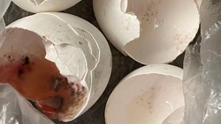 В одном из магазинов Южно-Сахалинска женщине продали яйца с плесенью