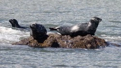 «Окна жизни»: редкое явление зафиксировали на побережье Курил