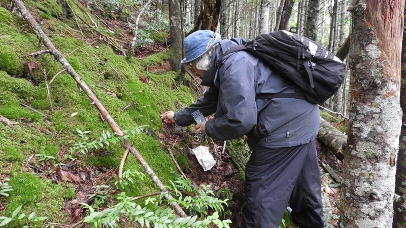 Новые виды подберезовика и мухомора нашли ученые на Курилах