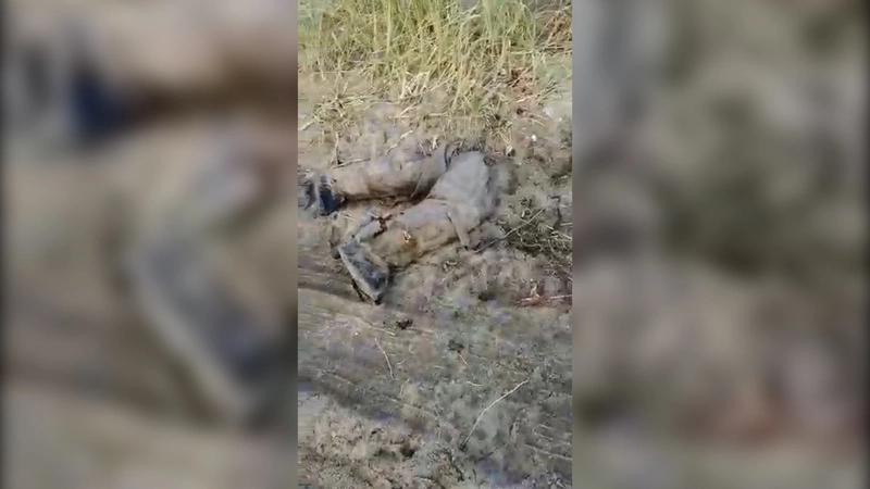 Медведица покалечила двоих мужчин на Курилах, защищая своих медвежат