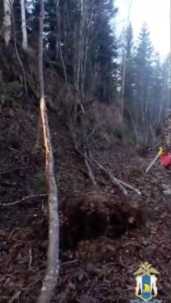 Уголовное дело о вырубке деревьев в заказнике «Макаровский» на 6,6 млн рублей передали в суд