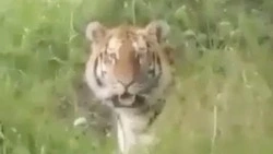 Тигр стащил у рыбаков ведро к юго-востоку от Сахалина. ВИДЕО