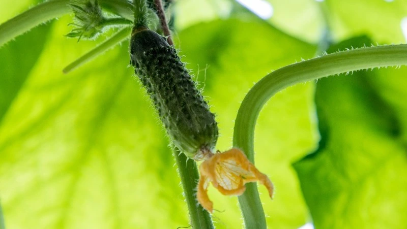 Левон Огуречник: что нельзя делать 5 июня, народные приметы