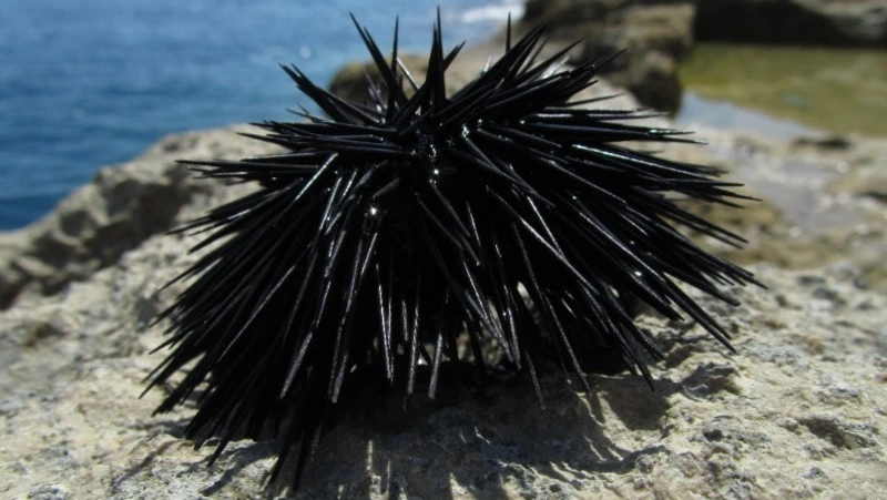 На Сахалине проверили более 570 тонн морепродуктов перед экспортом 