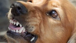 Собака покусала младшеклассника в Углегорске