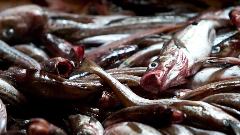 Продажу минтая по доступной цене начали в Корсаковском районе 11 января