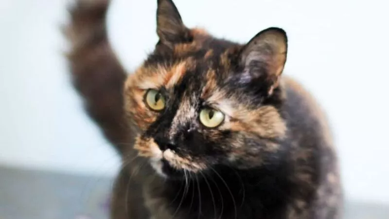 Три цвета удачи