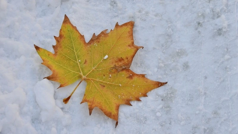 Дождь со снегом придет в Южно-Сахалинск 3 ноября