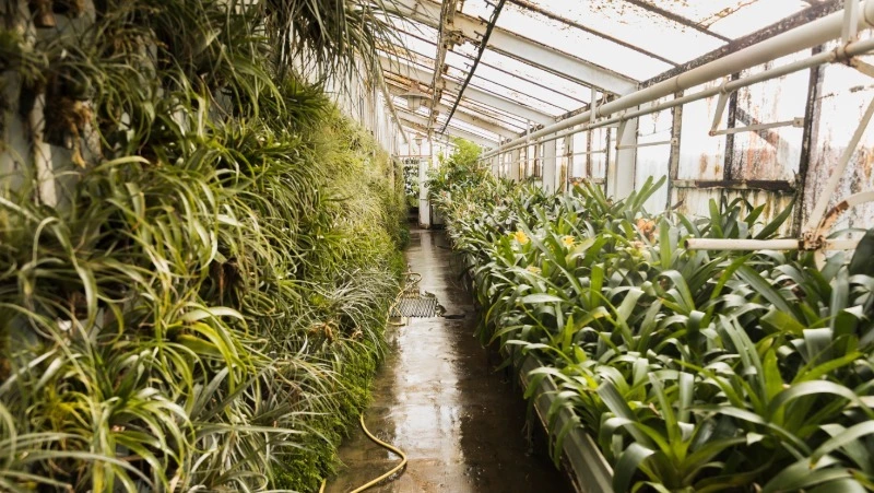 Юристы предупредили россиян об уголовной ответственности за выращивание ряда растений на даче