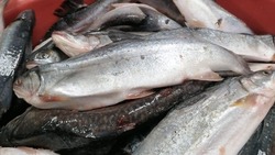 Рыбу по низкой цене привезли в несколько районов Сахалинской области 24 августа