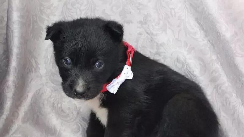 В Южно-Сахалинске зоозащитники попросили мэра пристроить 5 бездомных щенков