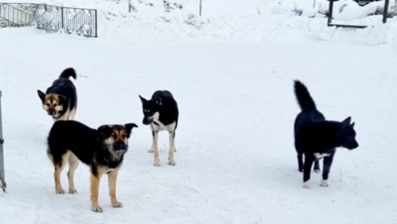 Стая голодных собак укусила женщину за руку в Луговом