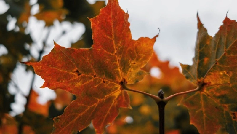 Высокое атмосферное давление прогнозируют синоптики в Южно-Сахалинске 12 сентября