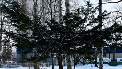 Школьникам Южно-Сахалинска рассказали невероятную историю загадочного дерева Тис