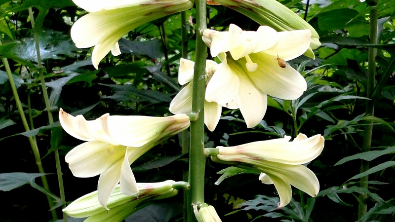 Лесная скромница