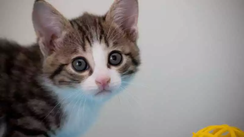 Чудо на четверых