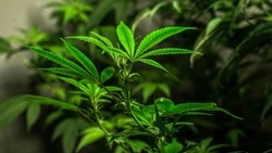 Правоохранители пресекли деятельность наркосбытчика на Сахалине