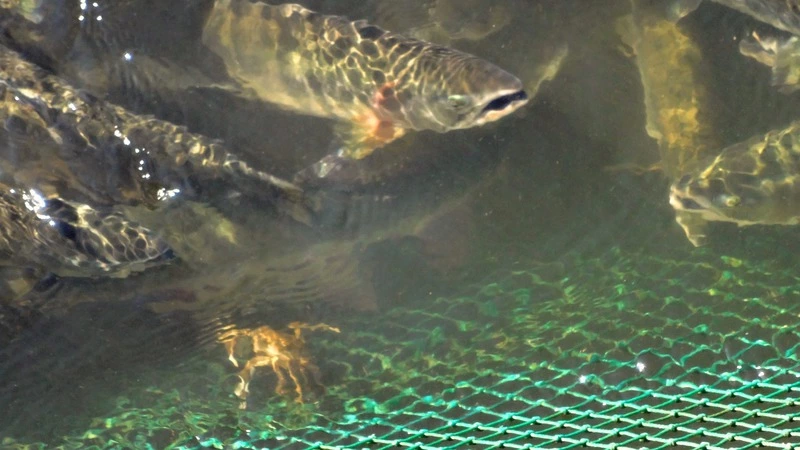 Браконьер добыл икру на Сахалине, а рыбу бросил медведям