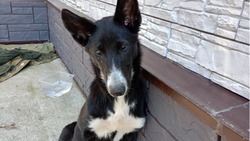 «Сгорела изнутри»: отловленная собака умерла в сахалинском приюте, не дождавшись новую семью