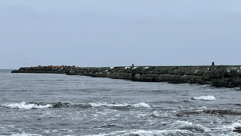 Сивучи вернулись на Сахалин после долгой зимы