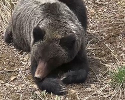 «Сытый, наверное»: ленивого медведя сняли сахалинцы по дороге на рыбалку — ВИДЕО