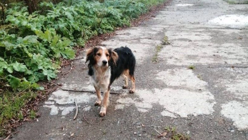 Собака мобилизованного сахалинца дежурит на перекрестке в ожидании хозяина