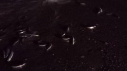К берегам Сахалина подошли косяки уйка: рыба выпрыгивала на пляж (ВИДЕО)
