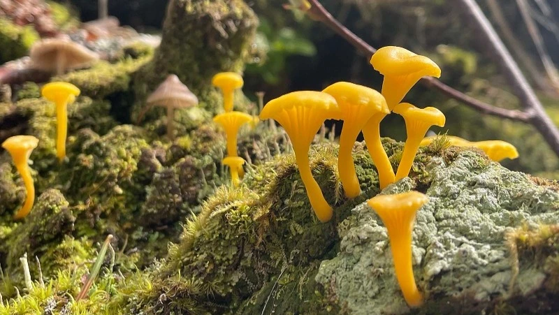 Курильские ученые рассказали про редкий лишайник, найденный на Кунашире