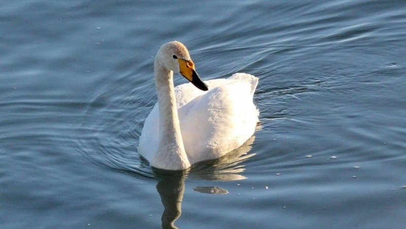 Жителей Сахалинской области просят не кормить «замерзающих» лебедей