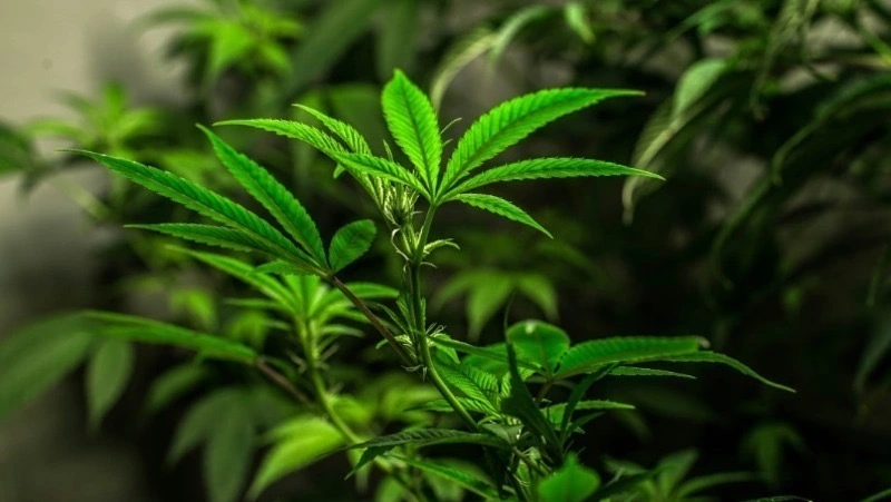 Житель Анивы выплатит штраф 25 тысяч рублей за изготовление и хранение наркотиков 