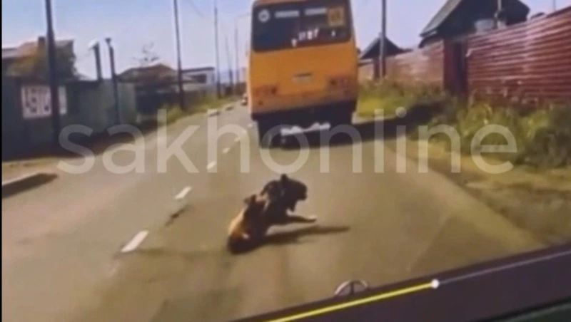 В Поронайске водитель легковушки сбил собаку, от удара она попала под автобус