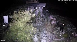 Голодная медведица вышла на дачные участки в Александровске-Сахалинском