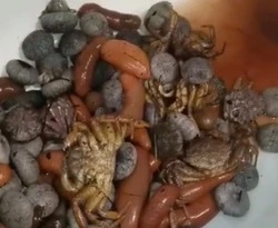 «Гора вкуснях»: Татарский пролив подарил сахалинцам кучу деликатесов после шторма