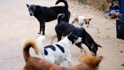 "Страшно ходить по улице": южносахалинцы пожаловались на бездомных собак