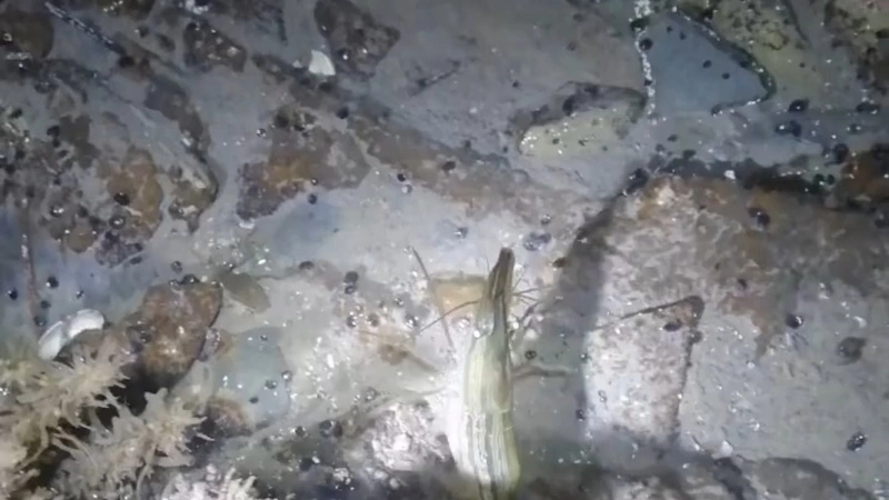 Креветка станцевала перед сахалинцем на дне моря
